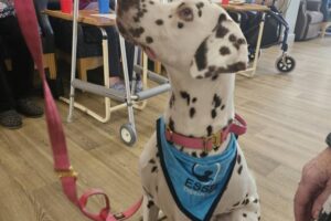 A Heartwarming Morning of Pet Therapy with Purdy! 🥹🐾