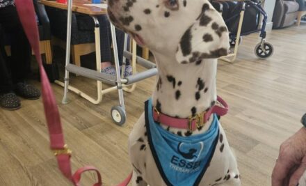 A Heartwarming Morning of Pet Therapy with Purdy! 🥹🐾