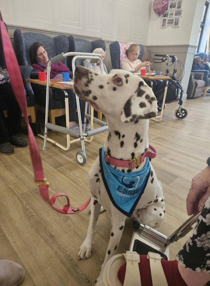 A Heartwarming Morning of Pet Therapy with Purdy! 🥹🐾