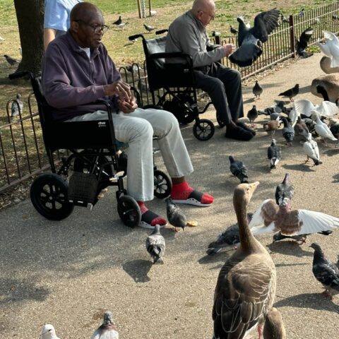 Two residents seated outdoors feeding pigeons and geese in the park