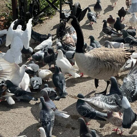 Geese and pigeons gathered near a wheelchair during the park outing