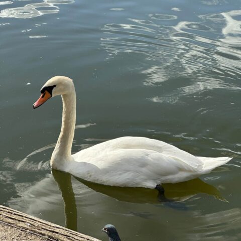 White swan swimming on the lake during the residents' park outing