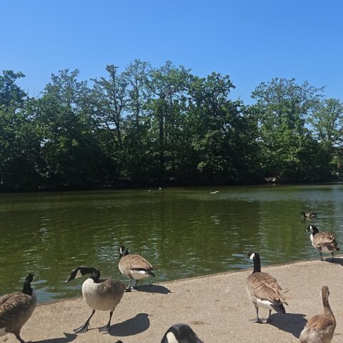 Nightingale Care Home residents enjoying a local park outing in the sunshine