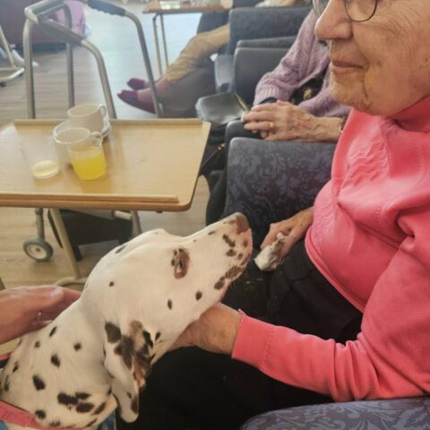Purdy the therapy dog visiting a resident at Nightingale Care Home