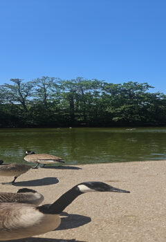 Ingeborg and Maureen Enjoyed Their Trip to the Park